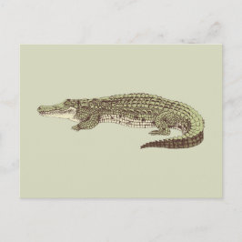 Alligator Postkarte