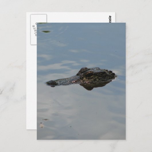Alligator Postkarte (Vorne/Hinten)