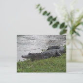 Alligator Postkarte (Stehend Vorderseite)