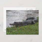 Alligator Postkarte (Vorne/Hinten)