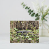 Alligator Postkarte (Stehend Vorderseite)