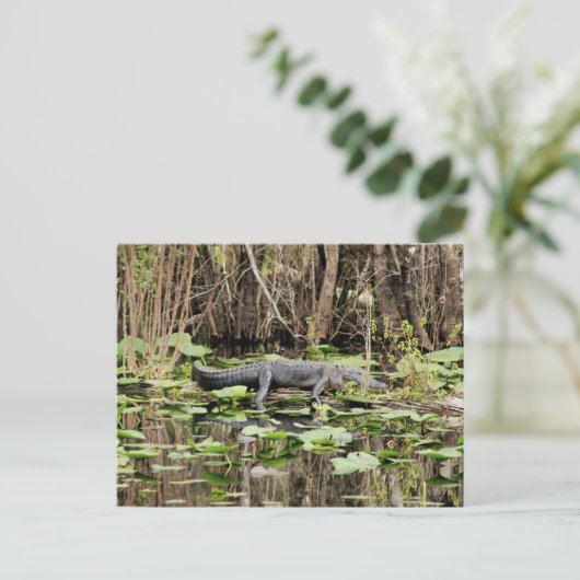 Alligator Postkarte (Stehend Vorderseite)