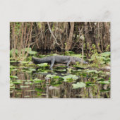 Alligator Postkarte (Vorderseite)