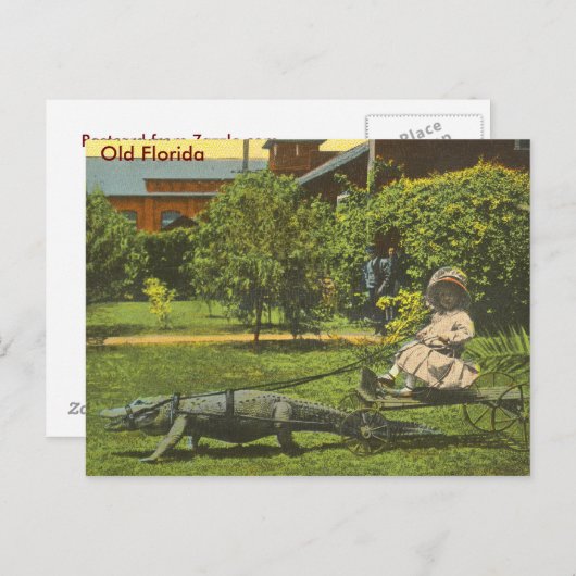 ALLIGATOR POWER, Alte Florida Postkarte (Vorne/Hinten)