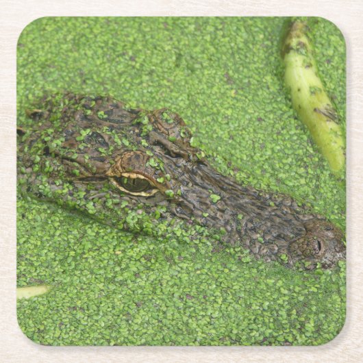 Alligator Rechteckiger Pappuntersetzer (Vorderseite)