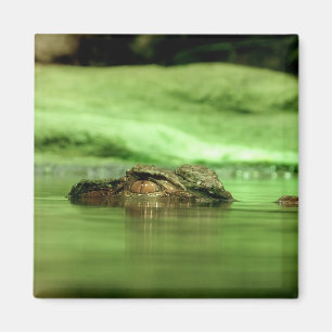 Alligator schaut aus dem Wasser Magnet