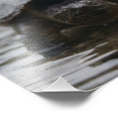 Alligator-Schnappdruck Fotodruck (Ecke)