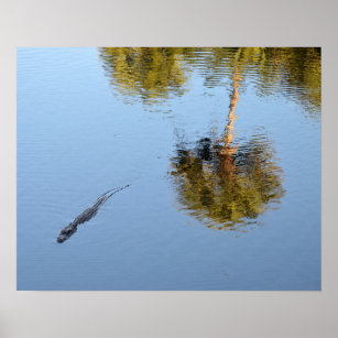Alligator Schwimmen im South Carolina Pond Poster