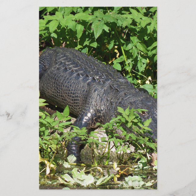 Alligator Silver River (Vorderseite)
