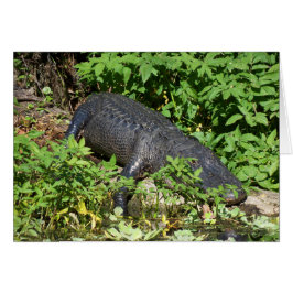 Alligator Silver River