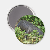 Alligator Silver River Magnet (Vorderseite/Rückseite)