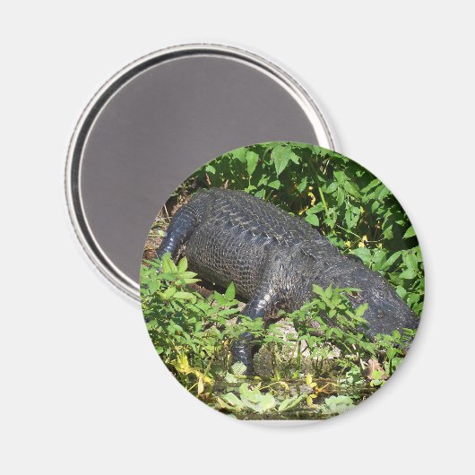 Alligator Silver River Magnet (Vorderseite/Rückseite)