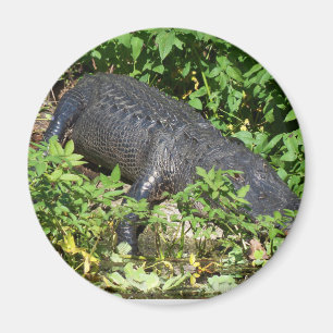 Alligator Silver River Magnet