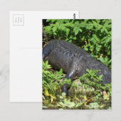 Alligator Silver River Postkarte (Vorne/Hinten)
