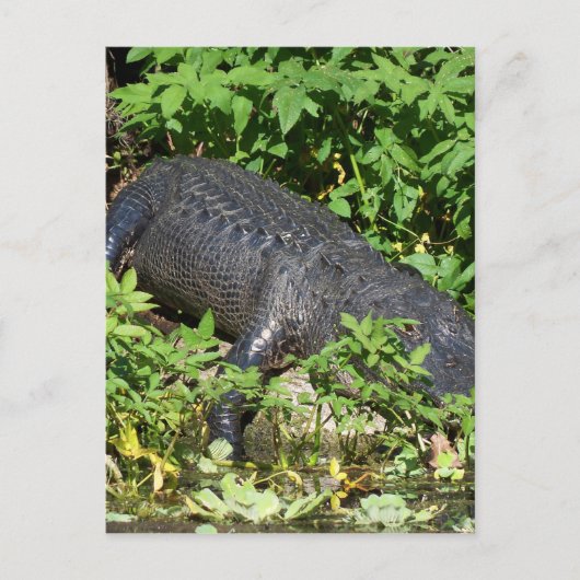 Alligator Silver River Postkarte (Vorderseite)