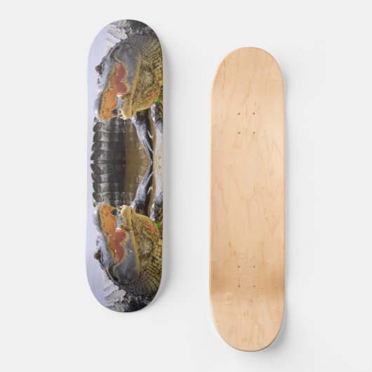 Alligator Skateboard (Vorderseite)