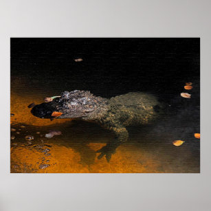 Alligator Sky Poster
