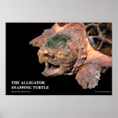Alligator Snapping Turtleのポスター Poster (Vorne)