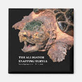 Alligator snapping turtle magnet (Vorne)