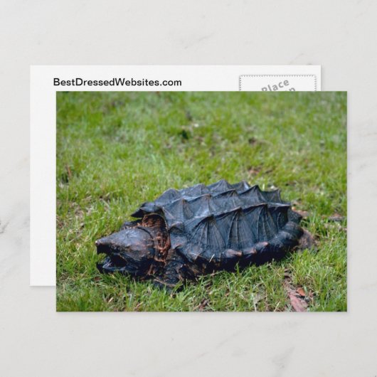 Alligator Snapping Turtle Postkarte (Vorne/Hinten)