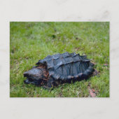 Alligator Snapping Turtle Postkarte (Vorderseite)
