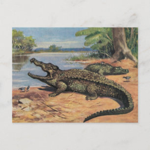 Alligator-Strand Postkarte