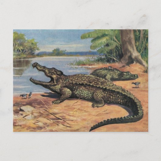 Alligator-Strand Postkarte (Vorderseite)