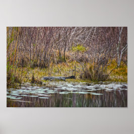 Alligator Sunning on Galliard Lake, Dauphin Island Poster