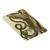 Alligator und Schlange, 1730 (farbige Gravur) Magnet (Rechte Seite)