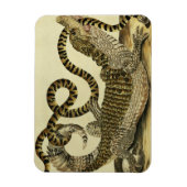 Alligator und Schlange, 1730 (farbige Gravur) Magnet (Vertikal)