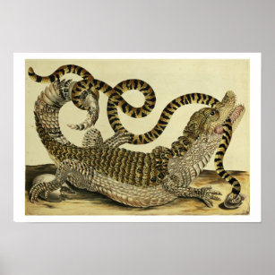 Alligator und Schlange, 1730 (farbige Gravur) Poster