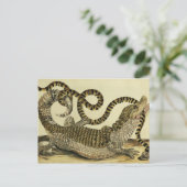 Alligator und Schlange, 1730 (farbige Gravur) Postkarte (Stehend Vorderseite)