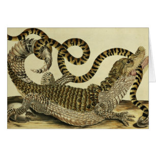 Alligator und Schlange, 1730 (farbiger Stich)