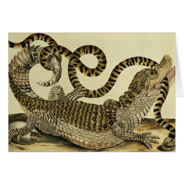 Alligator und Schlange, 1730 (farbiger Stich) (Vorderseite (Horizontal))