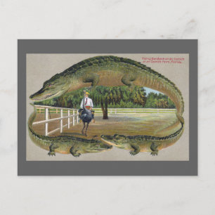 Alligator- und Straußenfarm in Florida Postkarte