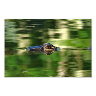 Alligator unter Wasser Fotodruck