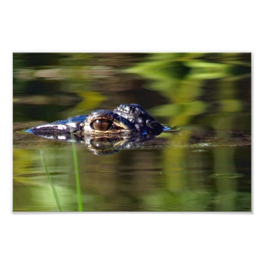 Alligator unter Wasser Fotodruck (Vorne)