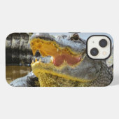 Alligator. Von Angesicht zu Angesicht iPhone Hülle (Rückseite (Horizontal))