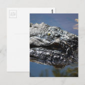 Alligator von North Carolina Postkarte (Vorne/Hinten)