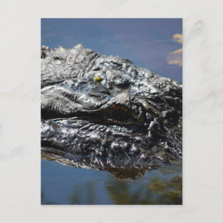 Alligator von North Carolina Postkarte