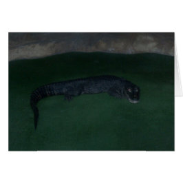 Alligator ~ Was ist im Dunkeln?