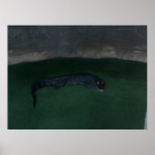 Alligator ~ Was ist im Dunkeln? ~ Poster / Print (Vorne)