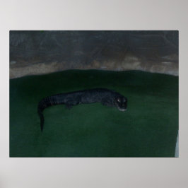 Alligator ~ Was ist im Dunkeln? ~ Poster / Print