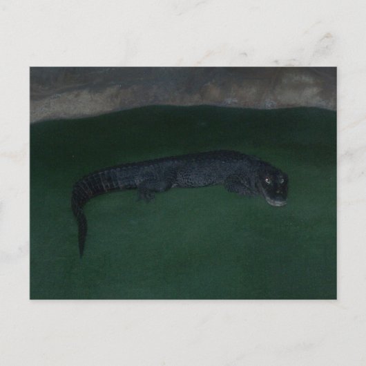 Alligator ~ Was ist im Dunkeln? Postkarte (Vorderseite)