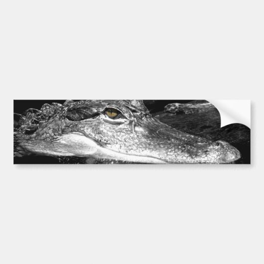 Alligatoraufkleber Autoaufkleber (Vorne)