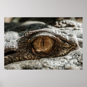ALLIGATORauge Poster