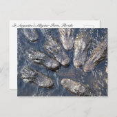 Alligatoren #5 postkarte (Vorne/Hinten)