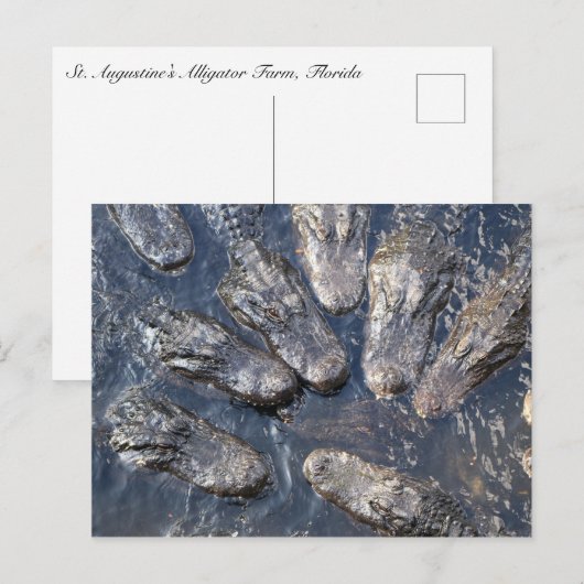Alligatoren #5 postkarte (Vorne/Hinten)