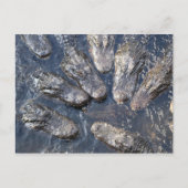 Alligatoren #5 postkarte (Vorderseite)