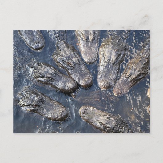Alligatoren #5 postkarte (Vorderseite)